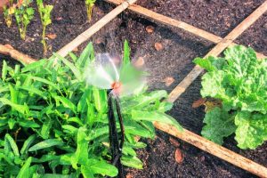 automated irrigation sprinkler in square foot garden