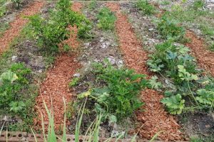 garden beds with coconut coir walkways