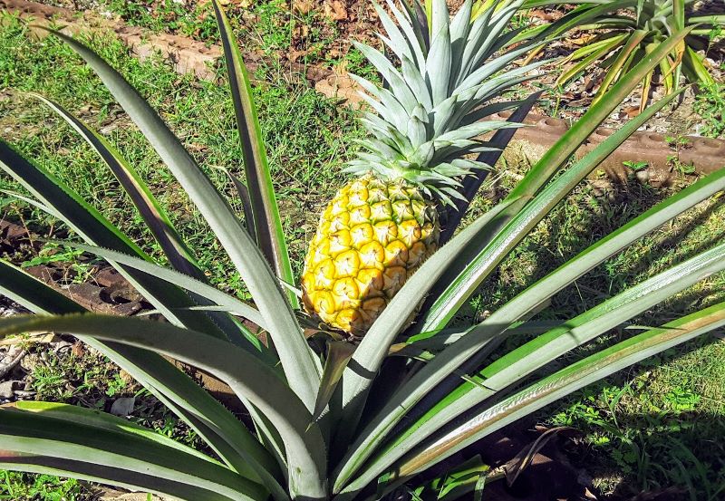home grown pineapple
