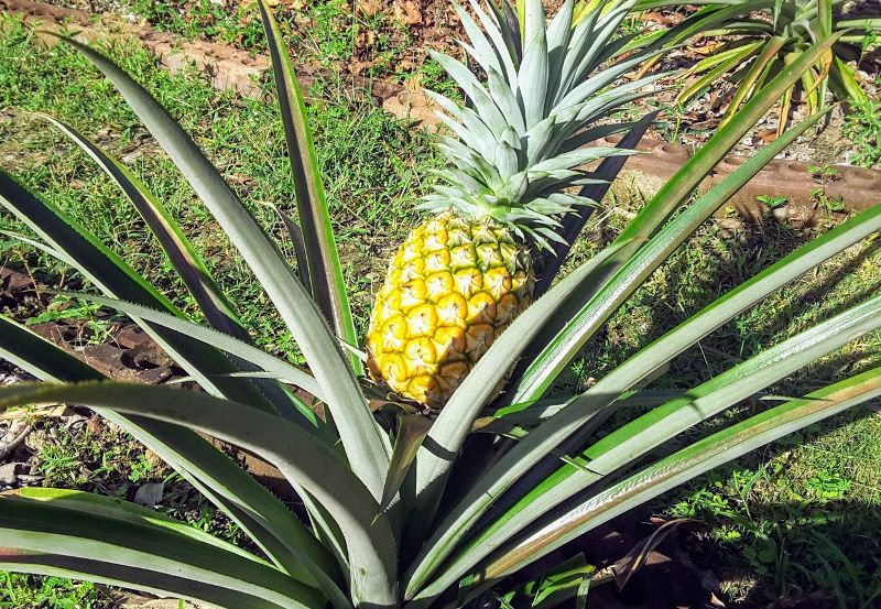 Growing (Ananas your Home Garden | VegeFuture