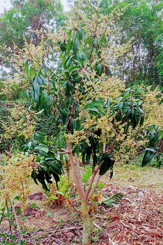 jin huang mango flowers