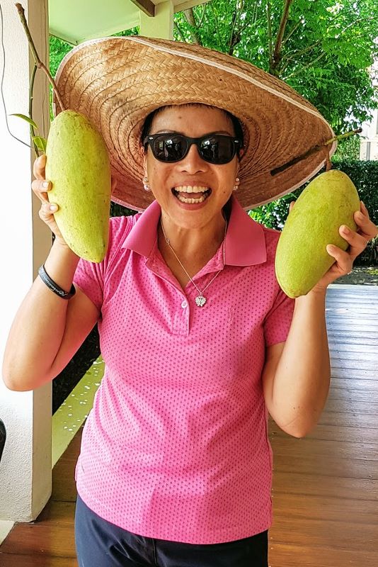 jin huang mango harvest