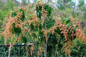 kaew sawei mango flowers