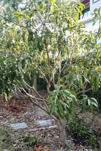 kaew sawei mango tree