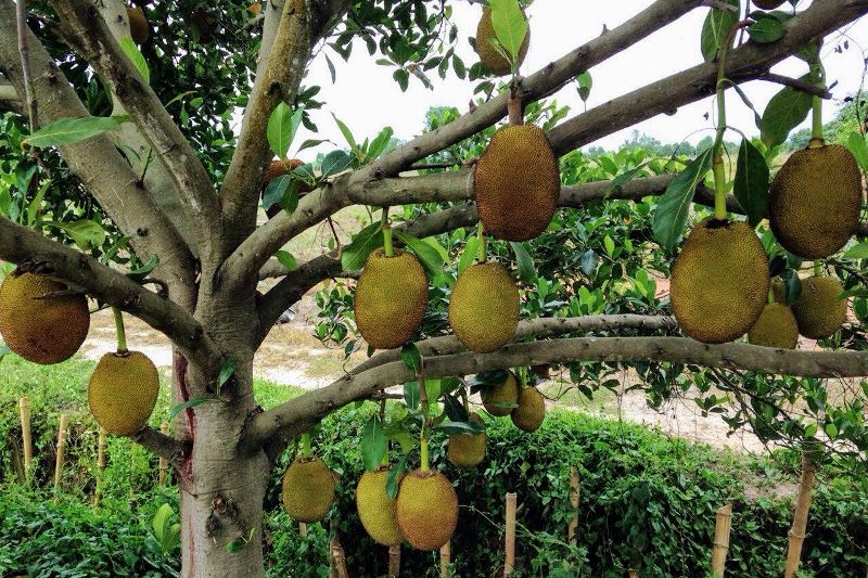 mature jackfruit tree