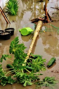 papaya tree knocked over by rain storm