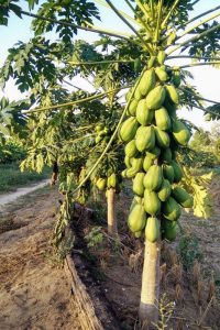 papaya tree laden with fruit