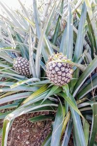 densely planted pineapple farm