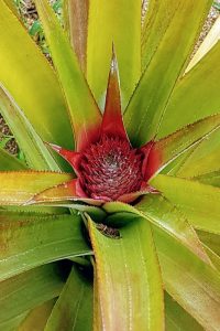 pineapple flower