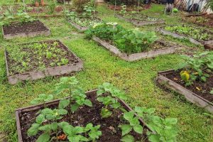 square foot garden beds without grid