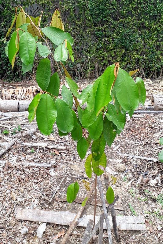 star apple tree (cainito, caimito)