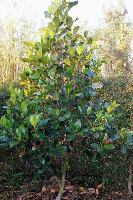 young jackfruit tree