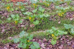 zucchini garden beds