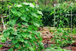 electrical conduit trellis