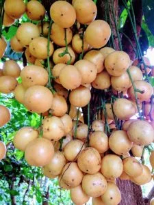 longon fruit
