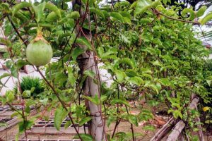 passionfruit growing on a trellis