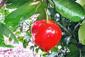 acerola cherry / barbados cherry