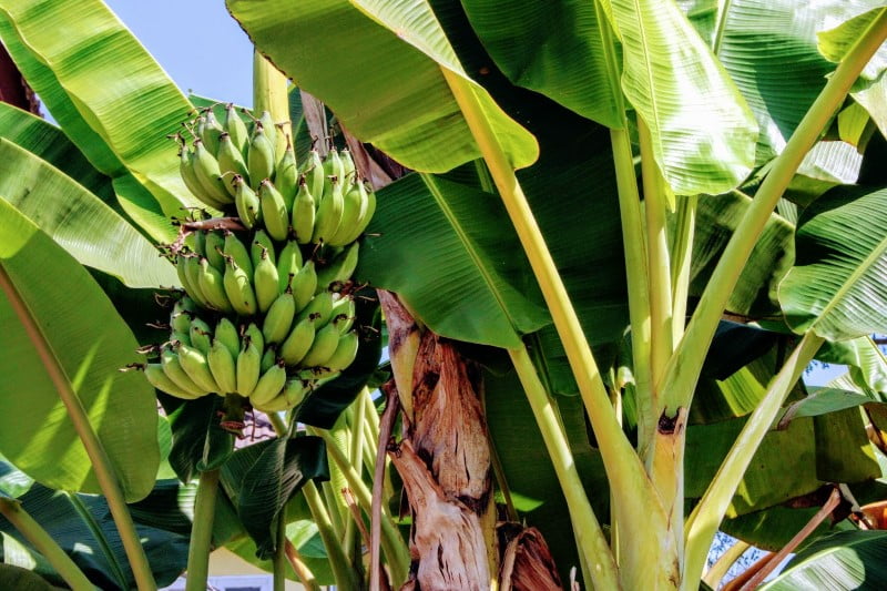 grove of banana plants