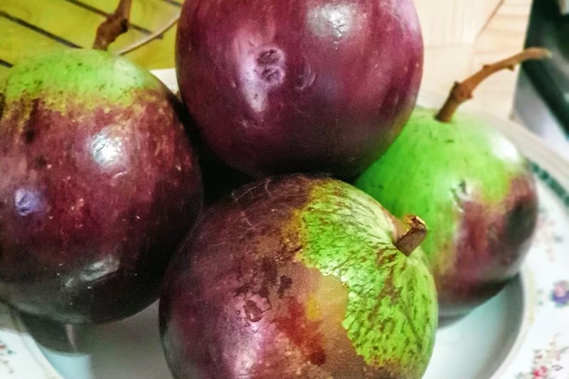 Fruit of the Cainito or Star Apple (Chrysophyllum cainito)