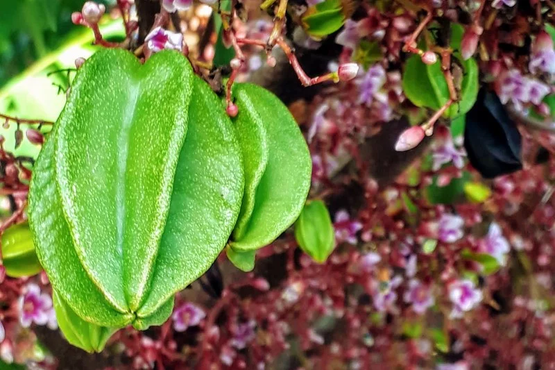 Carambola / Star Fruit (Averrhoa carambola)