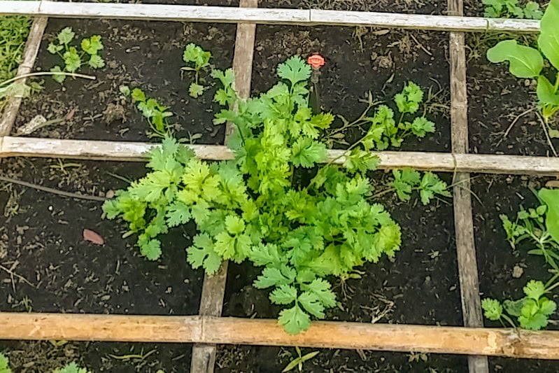 coriander growing in raised bed