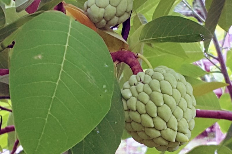 custard apple