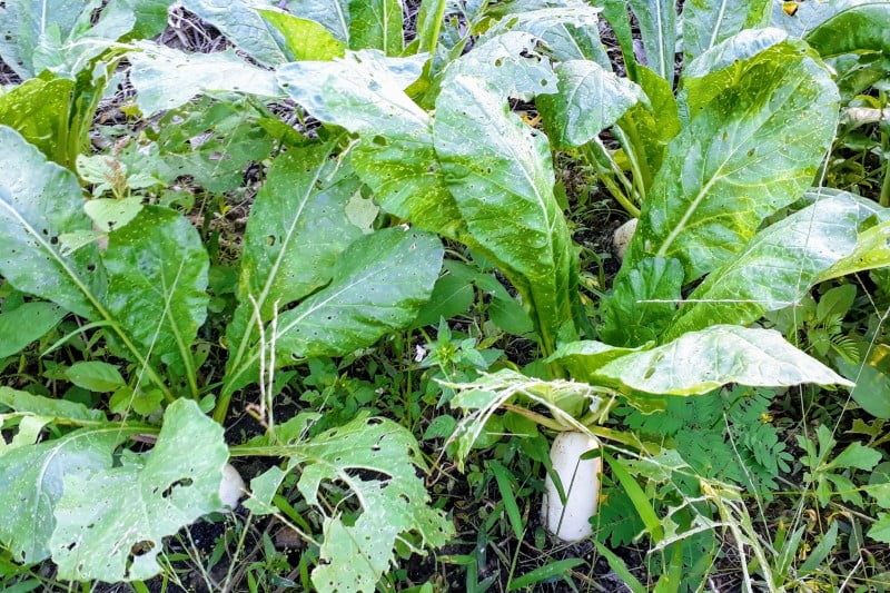 Daikon Radish (Raphanus sativus var. longipinnatus)