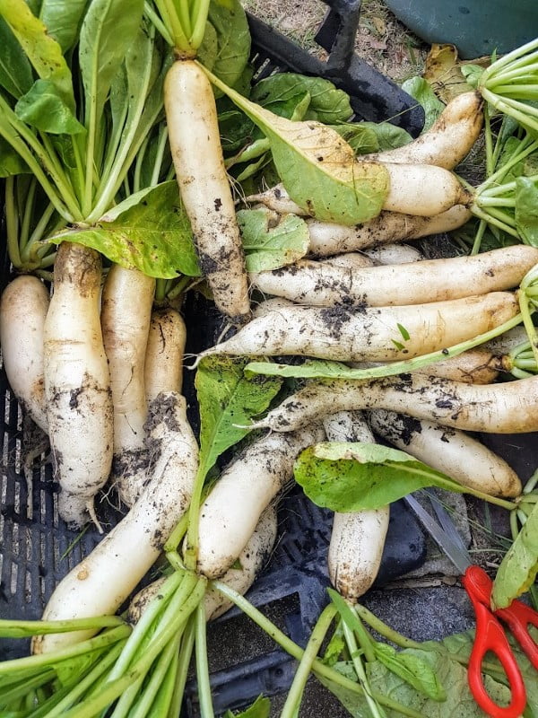 harvested daikon radish