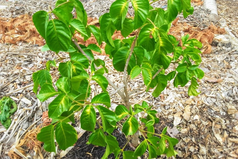 Santol (Sandoricum koetjape)