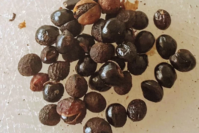 Sichuan pepper seeds